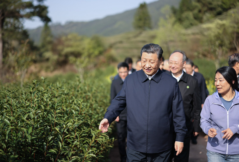 3月22日至25日，中共中央總書記、國家主席、中央軍委主席習(xí)近平在福建考察。這是22日下午，習(xí)近平在南平武夷山市星村鎮(zhèn)燕子窠生態(tài)茶園，察看春茶長勢，了解當(dāng)?shù)夭璁a(chǎn)業(yè)發(fā)展情況。新華社記者 王曄 攝