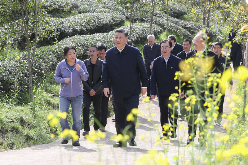 3月22日至25日，中共中央總書記、國家主席、中央軍委主席習(xí)近平在福建考察。這是22日下午，習(xí)近平在南平武夷山市星村鎮(zhèn)燕子窠生態(tài)茶園，察看春茶長勢，了解當(dāng)?shù)夭璁a(chǎn)業(yè)發(fā)展情況。新華社記者 鞠鵬 攝